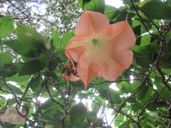 Brugmansia
