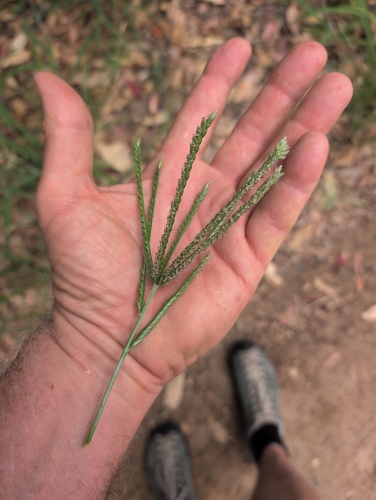 Goosegrass