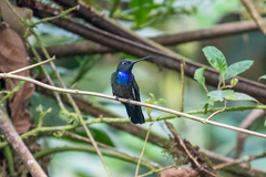 Campylopterus villaviscensio