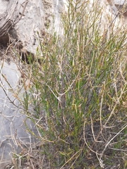 Menodora