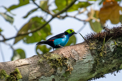 Tangara chilensis chilensis