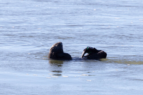 Sea Otter observed by ldjaffe