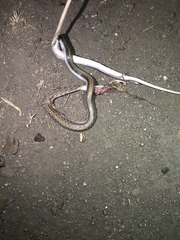 Coelognathus helena