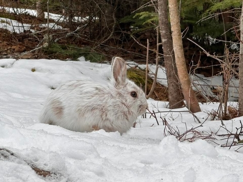 Snowshoe Hare observed by fduchesne