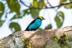 Tangara chilensis chilensis