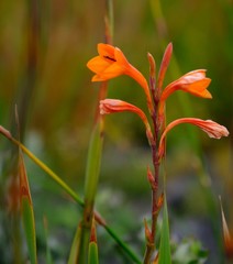 Watsonia zeyheri