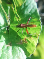 Riptortus linearis