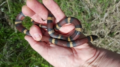 Lampropeltis gentilis