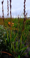 Watsonia zeyheri