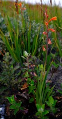 Watsonia zeyheri