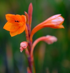 Watsonia zeyheri