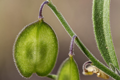 smoothleaf hebecarpa (Hebecarpa rectipilis)