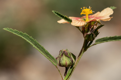 New Mexico fanpetals (Sida neomexicana)