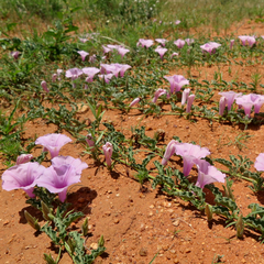 Ipomoea transvaalensis