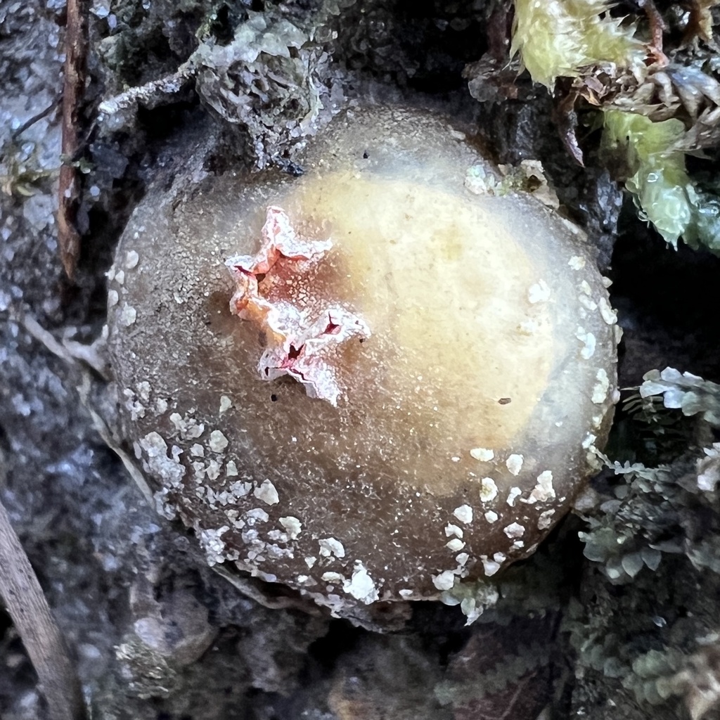 Calostoma ravenelii · January 2026 · photo: © annegp (iNaturalist, cc0)