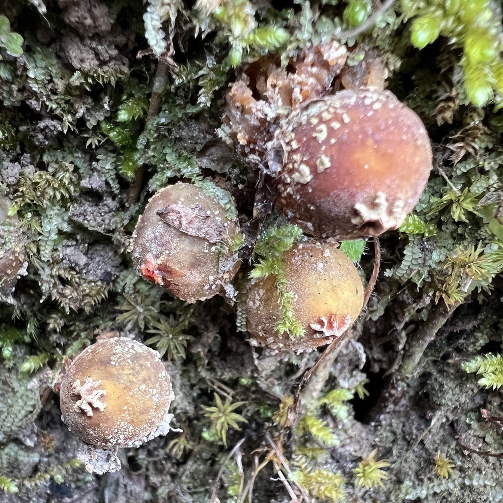 Calostoma ravenelii · January 2026 · photo: © annegp (iNaturalist, cc0)