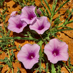 Ipomoea transvaalensis