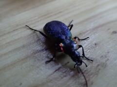 Carabus vietinghoffii