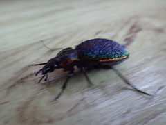 Carabus vietinghoffii