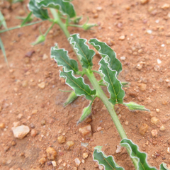 Ipomoea transvaalensis