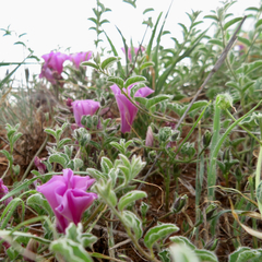 Ipomoea transvaalensis