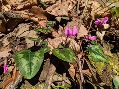 Cyclamen coum elegans