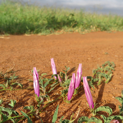 Ipomoea transvaalensis