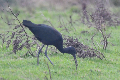 Morito común (Plegadis falcinellus)
