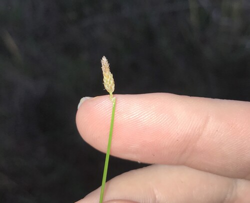 Eleocharis congesta observed 2025-11-06