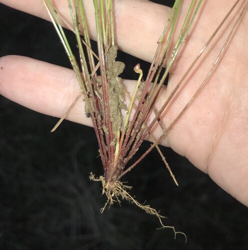 Eleocharis congesta, photograph 2