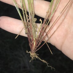 Eleocharis congesta, photograph author not stated, no rights reserved