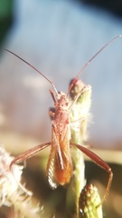 Riptortus linearis