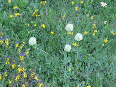 Trifolium montanum