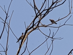 Streptopelia senegalensis