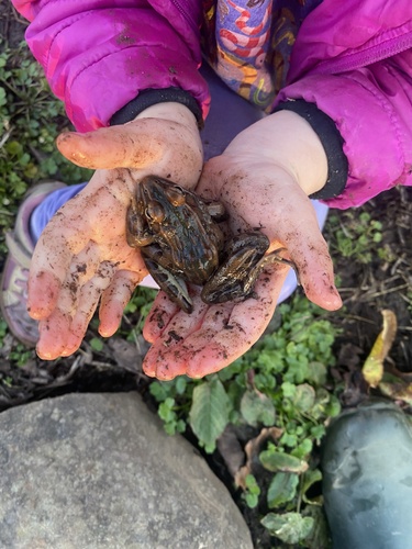 Southern Leopard Frog observed by jdwillson