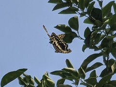 Papilio demodocus demodocus