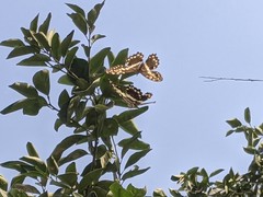 Papilio demodocus demodocus