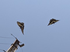 Papilio demodocus demodocus