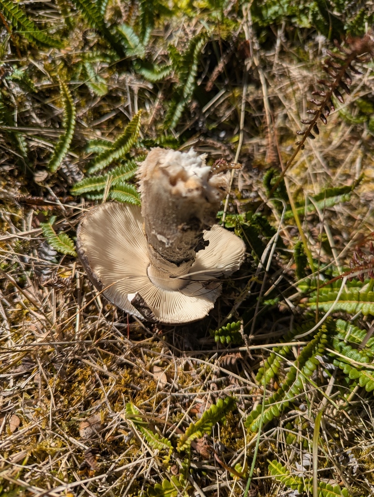 Amanita nothofagi · January 2026 · photo: © kohatuer (iNaturalist, cc-by-nc)