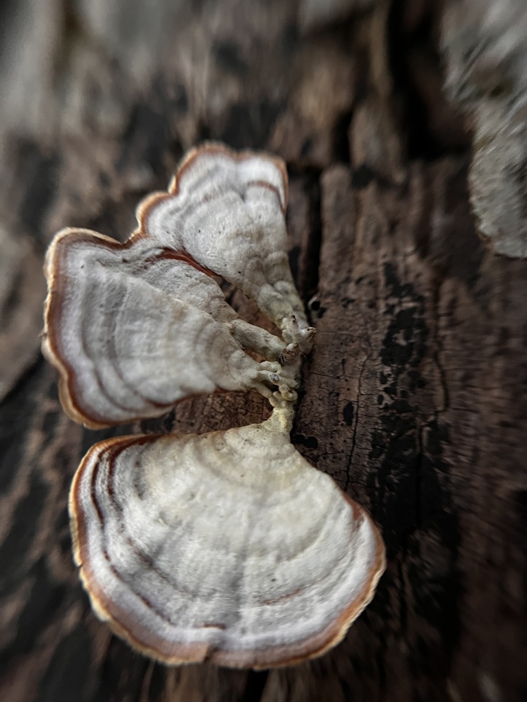 Stereum lobatum · January 2026 · photo: © dualluc (iNaturalist, cc-by)