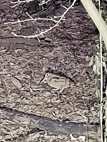 American Woodcock observed by numberoneshrimpfan