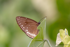 Euploea klugii