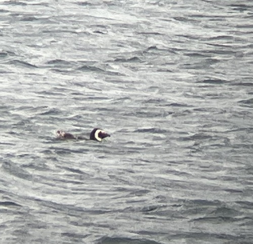 Magellanic Penguin (Spheniscus magellanicus), photo 4