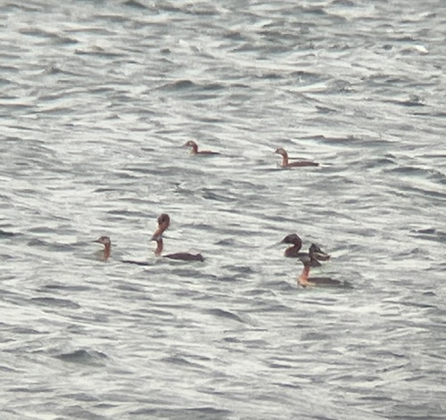 Great Grebe (Podiceps major), photo 4