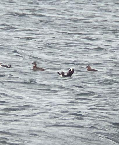 Great Grebe (Podiceps major), photo 5