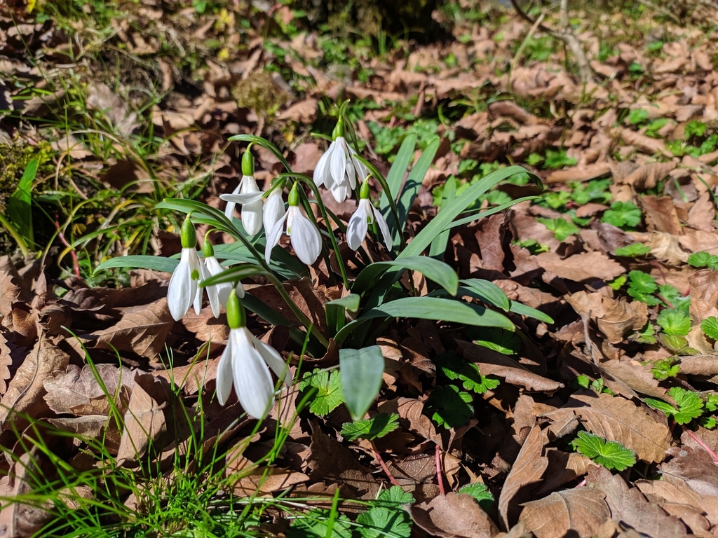Galanthus transcaucasicus