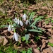 Galanthus transcaucasicus - Photo (c) Grigory Evtukh, some rights reserved (CC BY-NC), uploaded by Grigory Evtukh