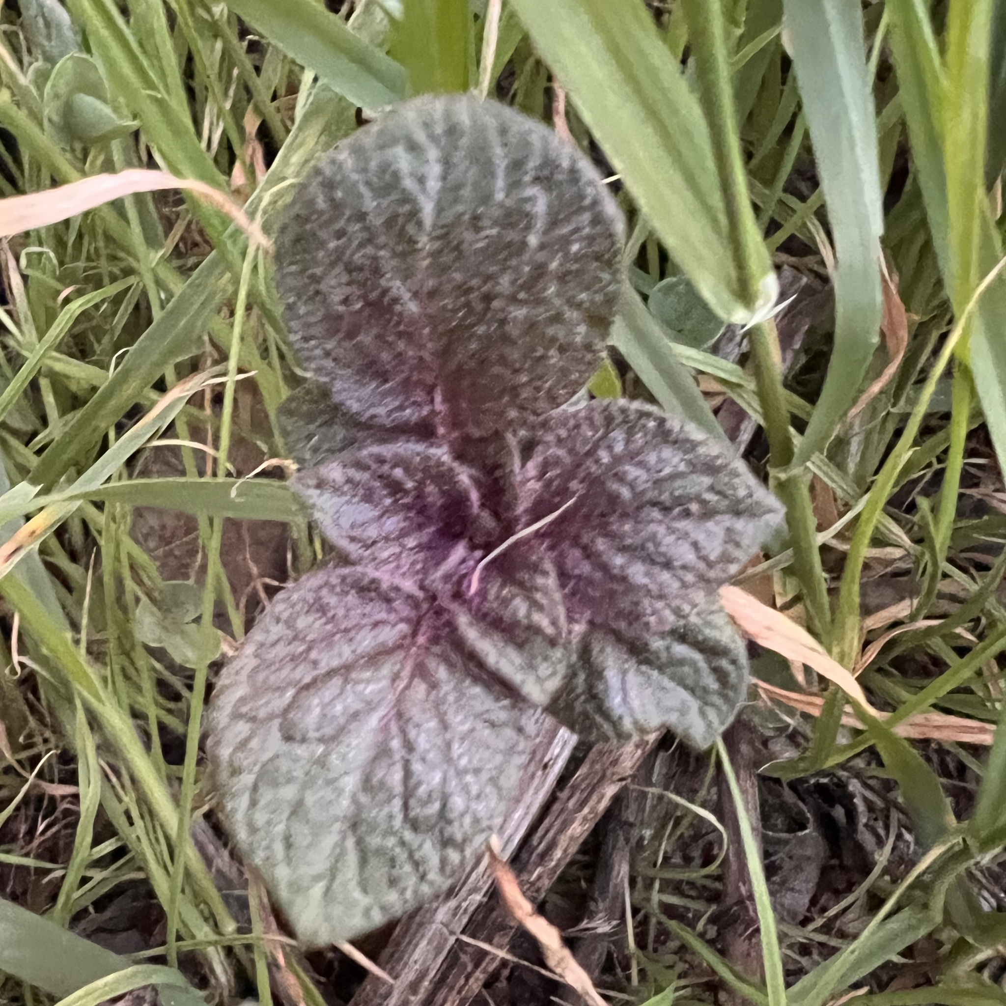 Photo by raspberryberet via iNaturalist (Copyright raspberryberet)