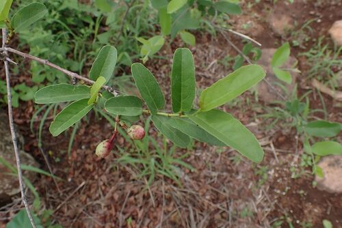 Ivygrape (Cissus cornifolia)