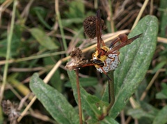Zeta abdominale